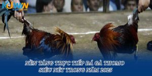 Nền Tảng Trực Tiếp Đá Gà Thomo Siêu Nét Trong Năm 2025